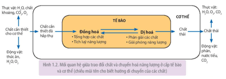 Giáo án Sinh 11 Kết nối tri thức (năm 2025 mới nhất) | Giáo án Sinh học 11