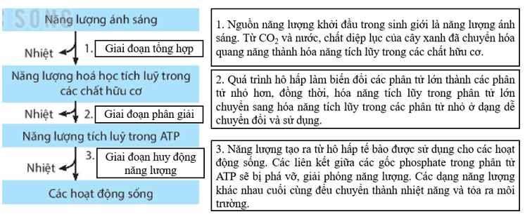 Giáo án Sinh 11 Kết nối tri thức (năm 2025 mới nhất) | Giáo án Sinh học 11