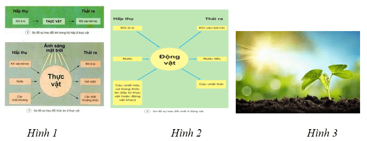 Giáo án Sinh học 7 Kết nối tri thức (năm 2024 mới nhất) | Giáo án Khoa học tự nhiên 7