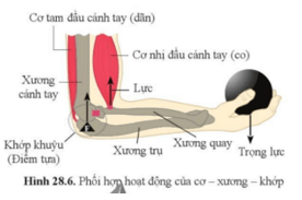 Giáo án Sinh học 8 Cánh diều (năm 2024 mới nhất) | Giáo án Khoa học tự nhiên 8