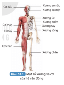 Giáo án Sinh học 8 Kết nối tri thức (năm 2024 mới nhất) | Giáo án Khoa học tự nhiên 8