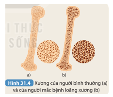 Giáo án Sinh học 8 Kết nối tri thức (năm 2024 mới nhất) | Giáo án Khoa học tự nhiên 8