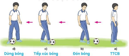 Vận dụng phối hợp kĩ thuật đá bóng và dừng bóng bằng lòng bàn chân để luyện tập, vui chơi hàng ngày