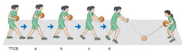 Trắc nghiệm GDTC 7 Kết nối tri thức Bài 2 (có đáp án): Kĩ thuật chuyền và bắt bóng hai tay trước ngực bật đất (ảnh 1)