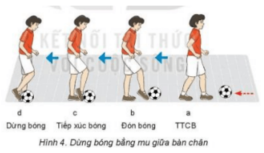 Trắc nghiệm GDTC 7 Kết nối tri thức Bài 2 (có đáp án): Kĩ thuật dừng bóng lăn bằng mu giữa bàn chân