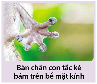 Giải thích vì sao con tắc kè có thể di chuyển trên mặt kính trơn nhẵn, thẳng đứng