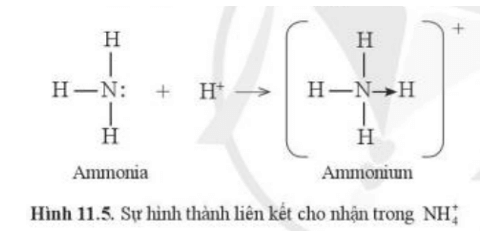 Những nguyên tử nào trong cation ammonium thỏa mãn quy tắc octet?