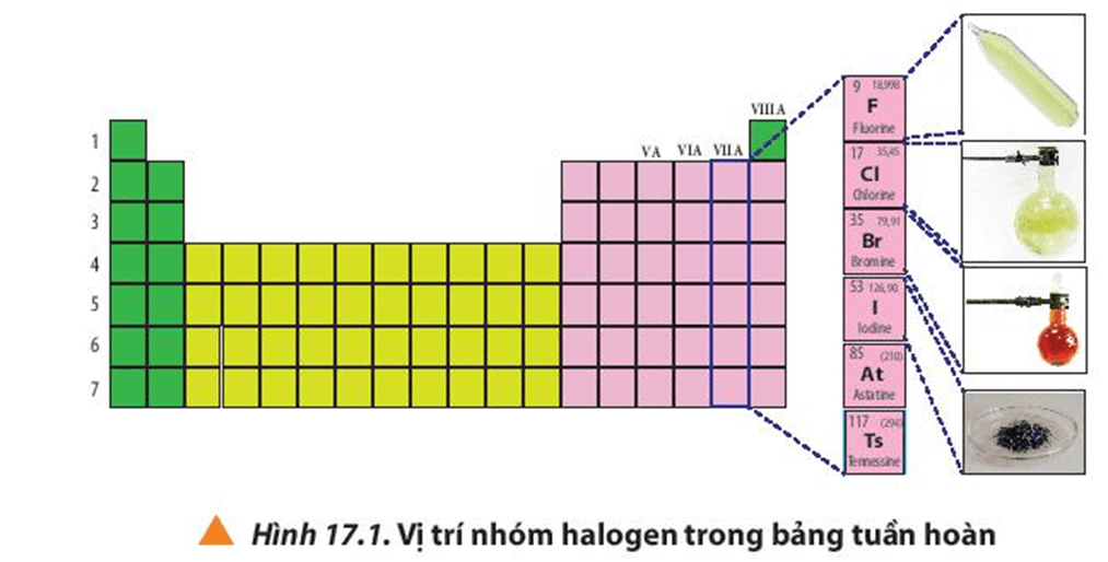 Quan sát Hình 17.1, cho biết vị trí nhóm halogen trong bảng tuần hoàn