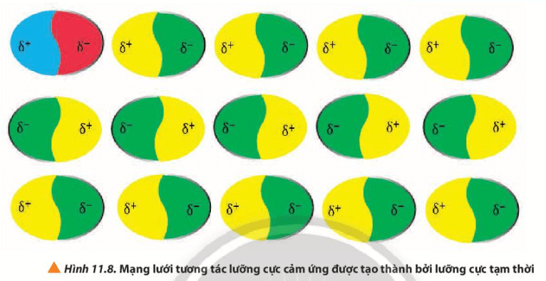 Các lưỡng cực tạm thời và lưỡng cực cảm ứng hút nhau bằng lực hút nào? (ảnh 1)