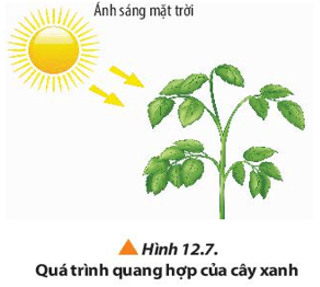 Quan sát Hình 12.7 và đọc thông tin, hãy lập phương trình hóa học của phản ứng quang hợp ở cây xanh