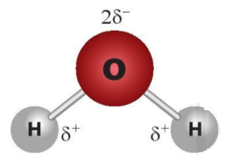 Trắc nghiệm Hóa 10 Chân trời sáng tạo Bài 11 (có đáp án): Liên kết hydrogen và tương tác van der waals