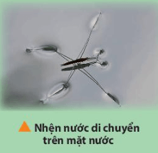 Tại sao nhện nước có thể di chuyển trên mặt nước? (ảnh 1)