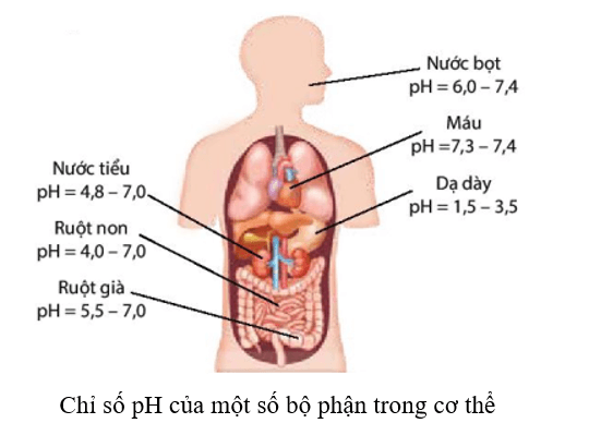 Em hãy tìm hiểu giá trị và ý nghĩa của chỉ số pH ở một số bộ phận trong cơ thể con người