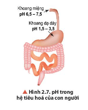 Quan sát Hình 2.7, cho biết khoảng pH thấp nhất và cao nhất ở các cơ quan