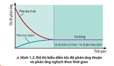 Quan sát Hình 1.2, nhận xét về tốc độ của phản ứng thuận và tốc độ của phản ứng