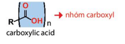 Lý thuyết Hóa học 11 Kết nối tri thức Bài 24: Carboxylic acid