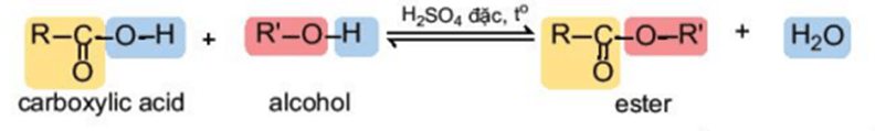 Lý thuyết Hóa học 11 Kết nối tri thức Bài 24: Carboxylic acid