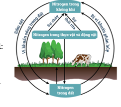 Nitrogen lớp 11