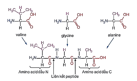 Amino acid đầu N là gì (chi tiết nhất)