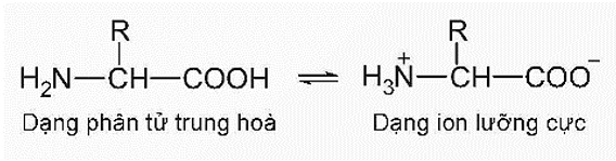 Amino acid là gì (chi tiết nhất) (ảnh 2)