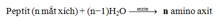 Cách giải Bài tập thủy phân peptit, protein hay, chi tiết | Lý thuyết và Bài tập Hóa học 12 có đáp án