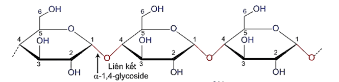 Liên kết α-1,4-glycoside là gì (chi tiết nhất)
