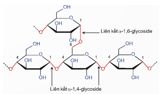 Liên kết α-1,4-glycoside là gì (chi tiết nhất)