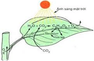 Hóa học lớp 12 | Lý thuyết và Bài tập Hóa học 12 có đáp án