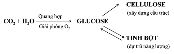 Chuyên đề bồi dưỡng HSG Hóa học 9 Carbohydrate (có lời giải) 