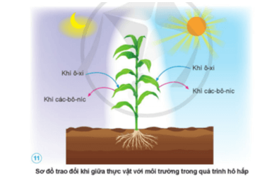 Khoa học lớp 4 Cánh diều Bài 13: Nhu cầu sống của thực vật và chăm sóc cây trồng