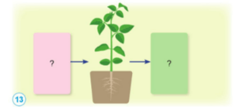 Khoa học lớp 4 Cánh diều Bài 13: Nhu cầu sống của thực vật và chăm sóc cây trồng