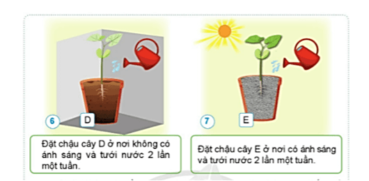 Khoa học lớp 4 Cánh diều Bài 13: Nhu cầu sống của thực vật và chăm sóc cây trồng