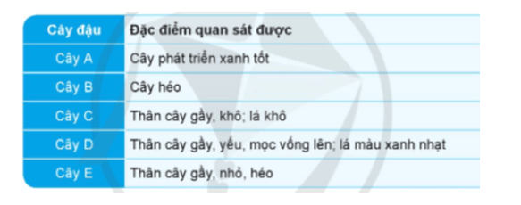 Khoa học lớp 4 Cánh diều Bài 13: Nhu cầu sống của thực vật và chăm sóc cây trồng