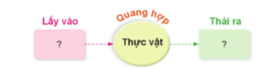 Khoa học lớp 4 Cánh diều Bài 13: Nhu cầu sống của thực vật và chăm sóc cây trồng