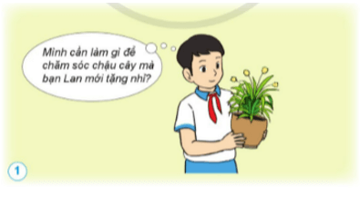 Khoa học lớp 4 Cánh diều Bài 13: Nhu cầu sống của thực vật và chăm sóc cây trồng