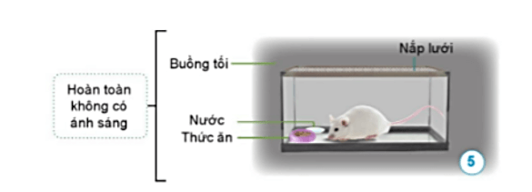 Khoa học lớp 4 Cánh diều Bài 14: Nhu cầu sống của động vật và chăm sóc vật nuôi