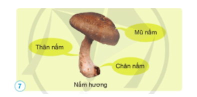 Khoa học lớp 4 Cánh diều Bài 15: Nấm và một số nấm được dùng làm thức ăn