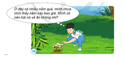 Khoa học lớp 4 Cánh diều Bài 15: Nấm và một số nấm được dùng làm thức ăn