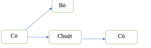 Khoa học lớp 4 Cánh diều Bài 23: Vai trò của thực vật trong chuỗi thức ăn