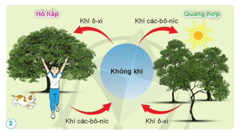 Khoa học lớp 4 Cánh diều Bài 6: Vai trò của không khí và bảo vệ môi trường không khí