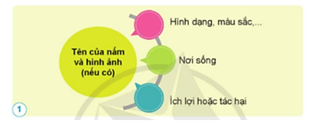 Khoa học lớp 4 Cánh diều Ôn tập chủ đề Nấm