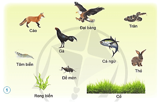 Khoa học lớp 4 Cánh diều Ôn tập chủ đề Sinh vật và môi trường