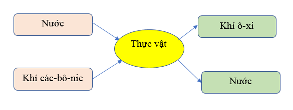 Khoa học lớp 4 Cánh diều Ôn tập chủ đề Thực vật và động vật