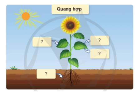 Khoa học lớp 4 Cánh diều Ôn tập chủ đề Thực vật và động vật