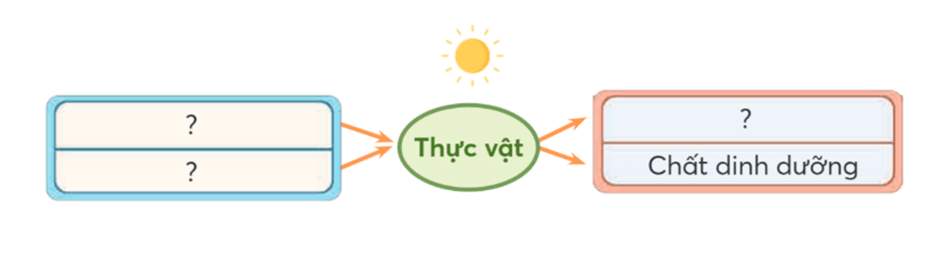 Khoa học lớp 4 Chân trời sáng tạo Bài 15: Thực vật cần gì để sống và phát triển