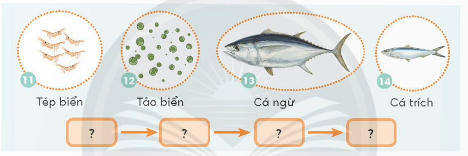 Khoa học lớp 4 Chân trời sáng tạo Bài 30: Chuỗi thức ăn trong tự nhiên