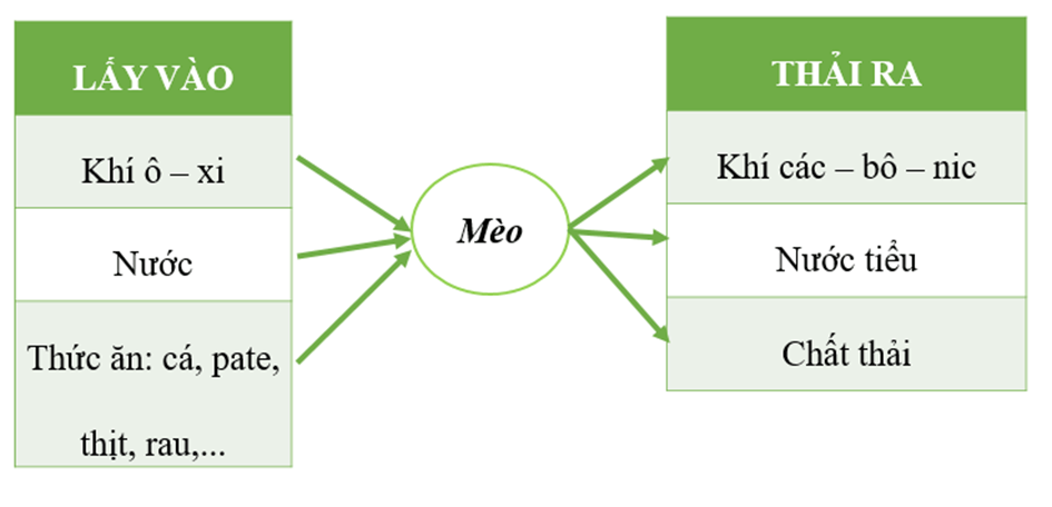 Khoa học lớp 4 trang 67 Chân trời sáng tạo