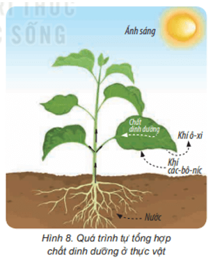 Khoa học lớp 4 Kết nối tri thức Bài 15: Thực vật cần gì để sống