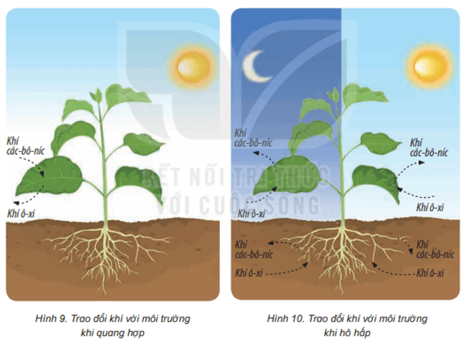 Khoa học lớp 4 Kết nối tri thức Bài 15: Thực vật cần gì để sống