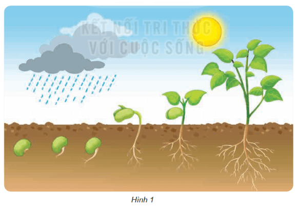 Khoa học lớp 4 Kết nối tri thức Bài 15: Thực vật cần gì để sống